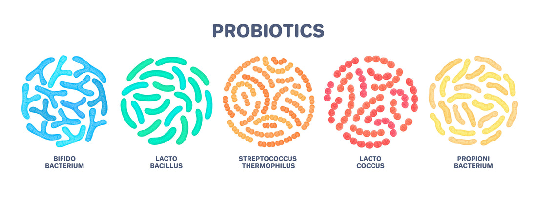 Probiotics and Your Health: Understanding the Benefits
